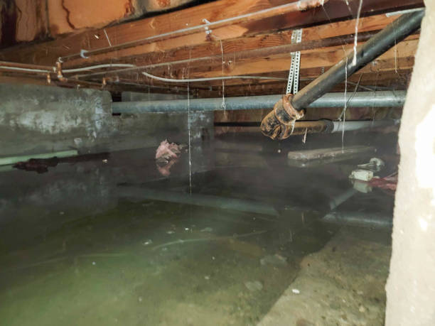 Best Local water damage restoration  in Spirit Lake, IA